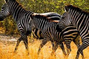 Akagera-zebras