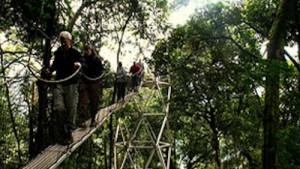 canopy-walk-rwanda
