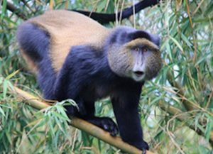 rwanda-golden-monkey
