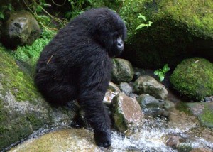 gorilla-drinks-water