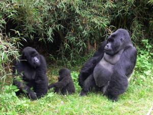 habituate-gorillas