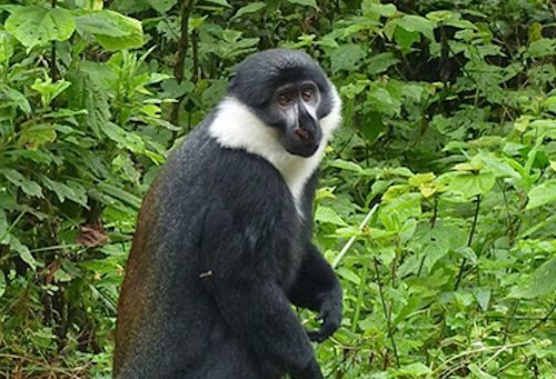 lhoest-monkey-nyungwe-rwanda