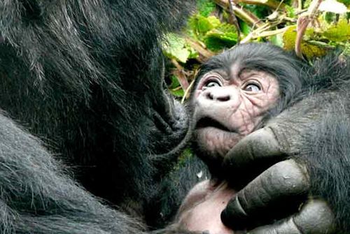 baby-gorilla-rwanda