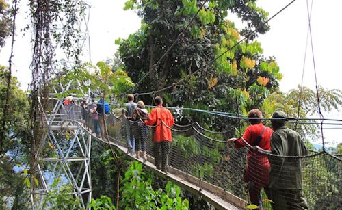canopy-walk-nyungwe-rwanda