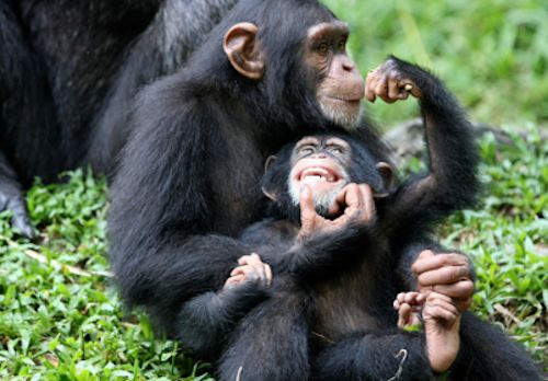 nyungwe-chimpanzees-rwanda