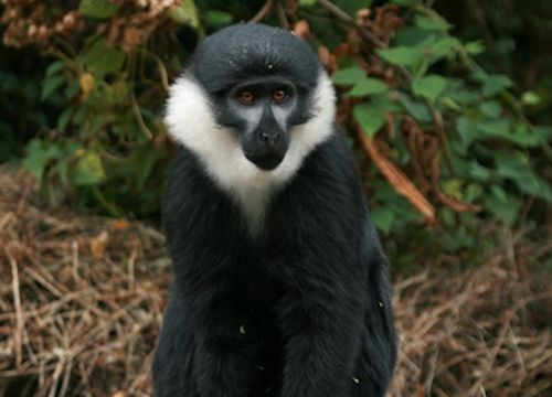 lhoests-monkey-nyungwe-rwanda