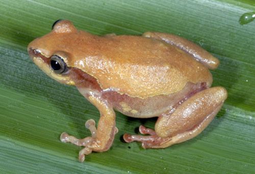 rwandan-long-reed-frog
