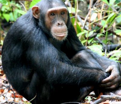 chimpanzee-trekking-nyungwe