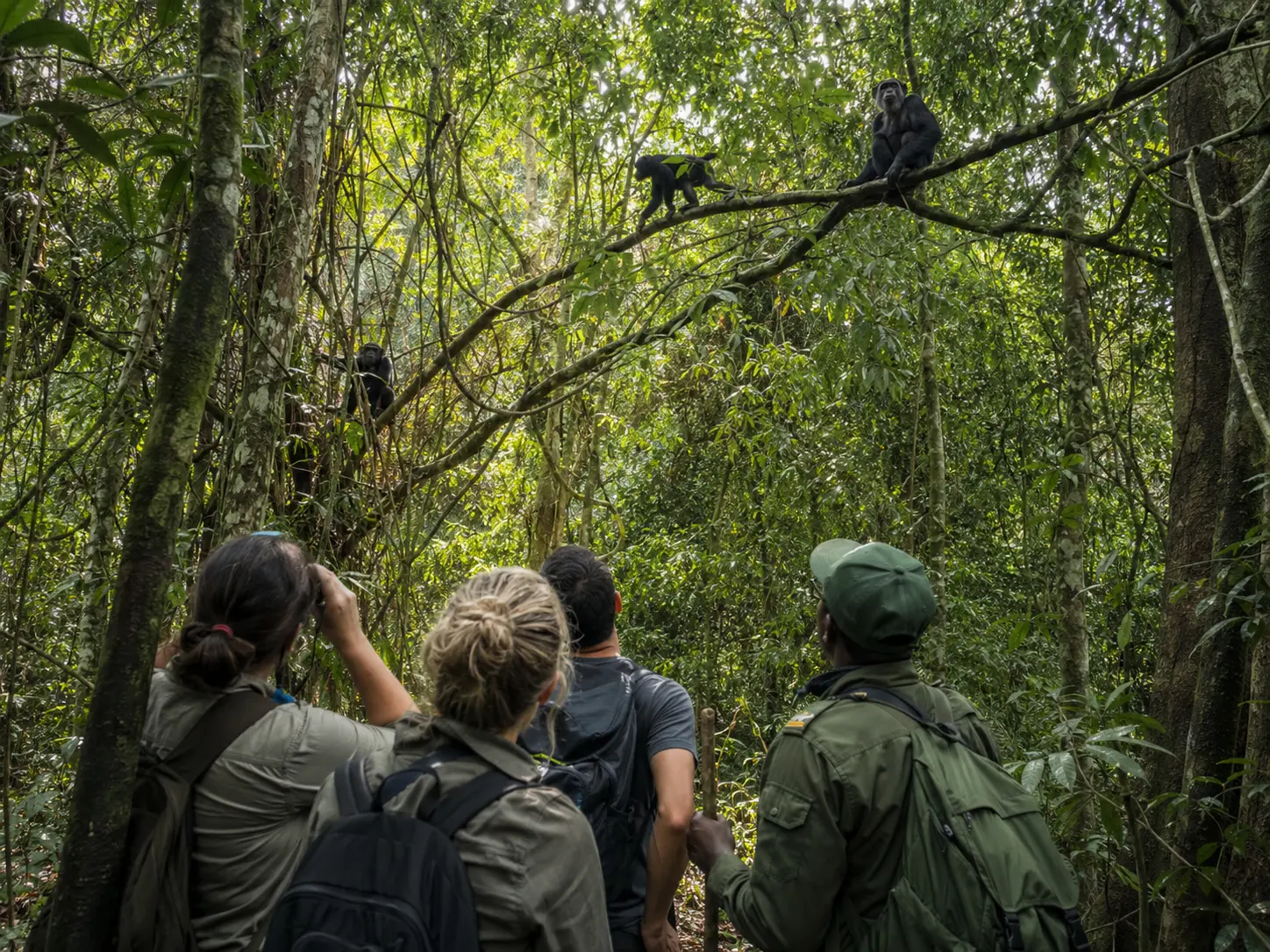 Chimpanzee Tracking in Semuliki