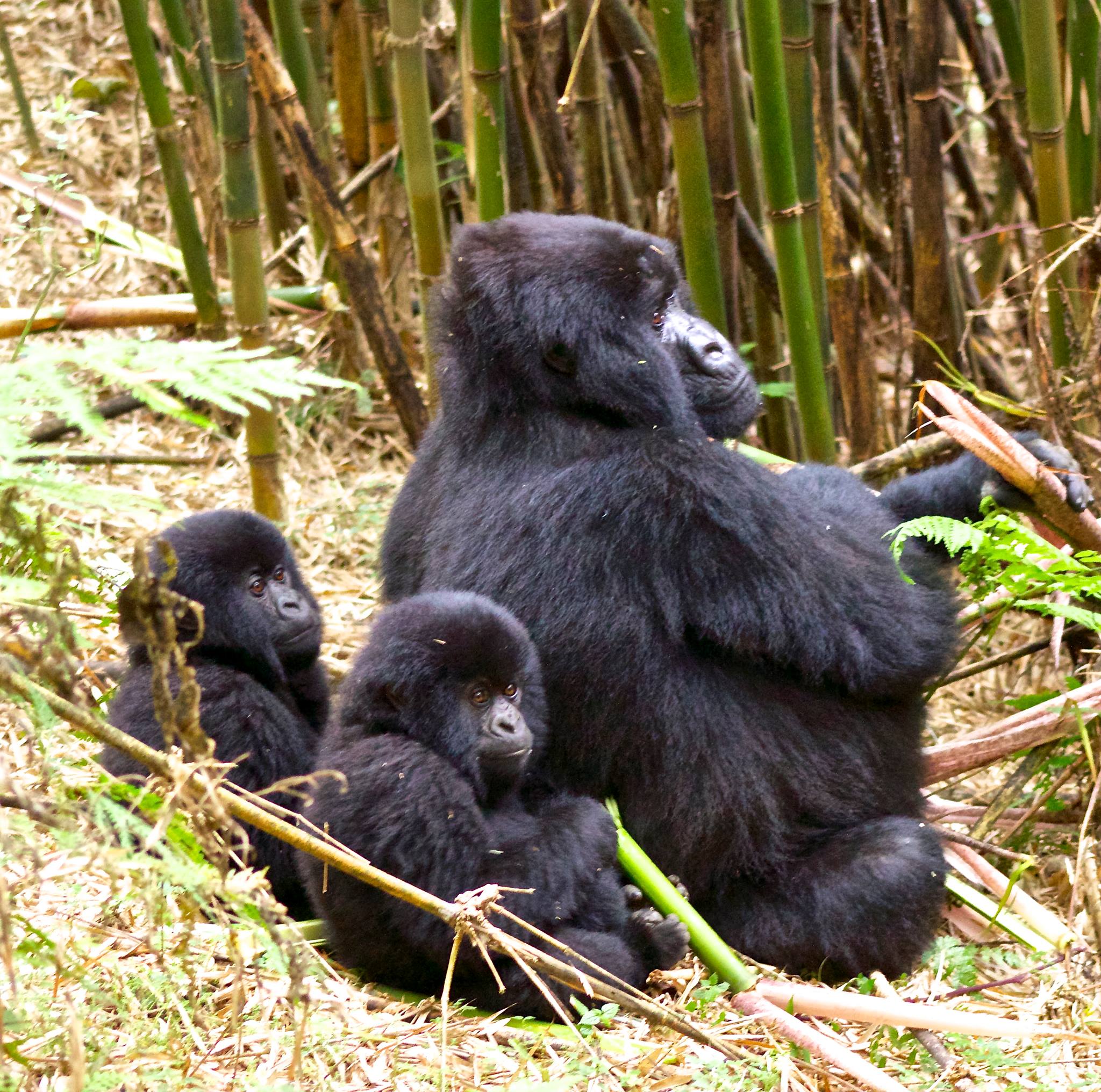 Mgahinga Gorilla National Park in Kisoro, Uganda