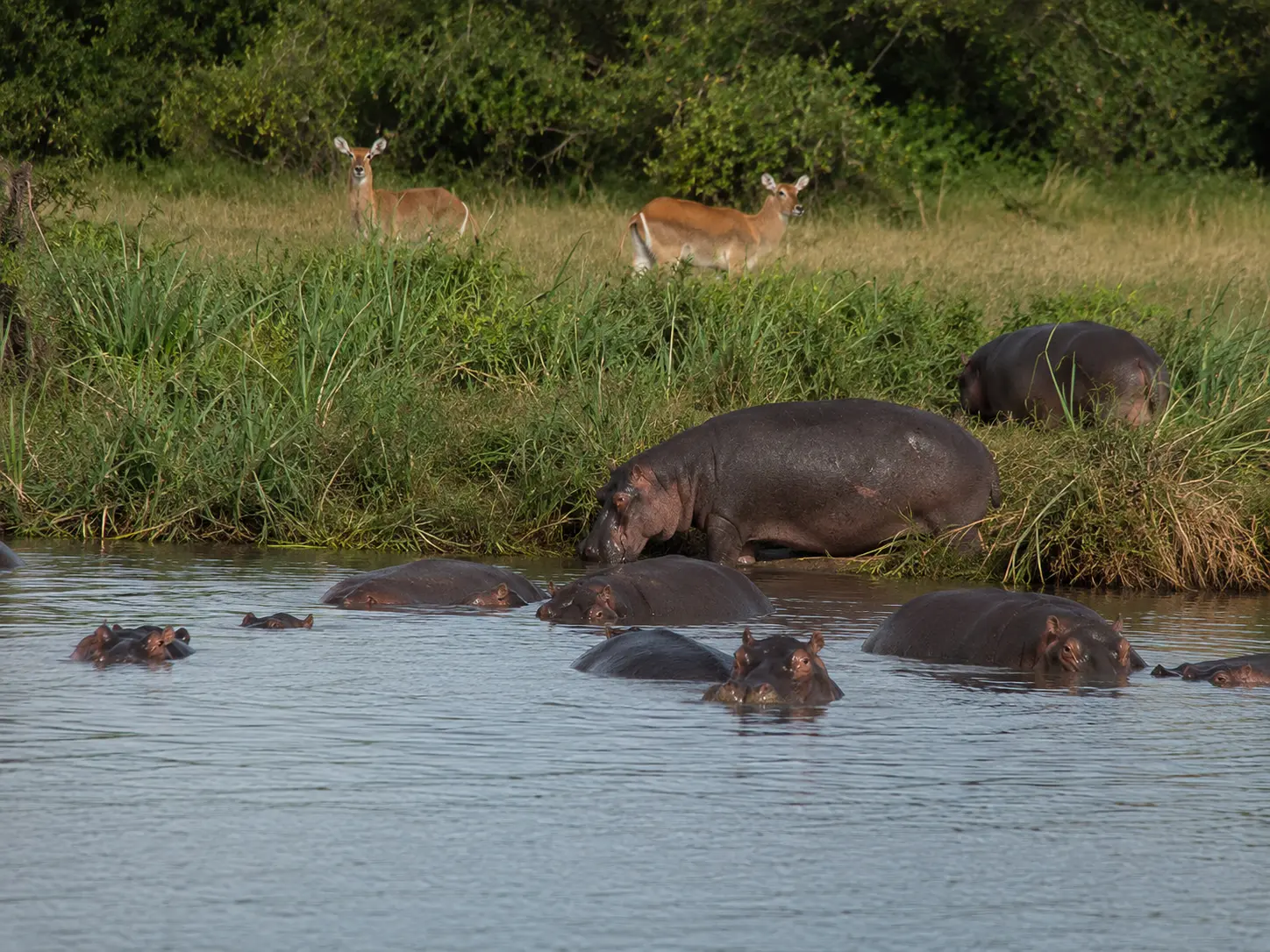 Kazinga Channel Boat Cruise