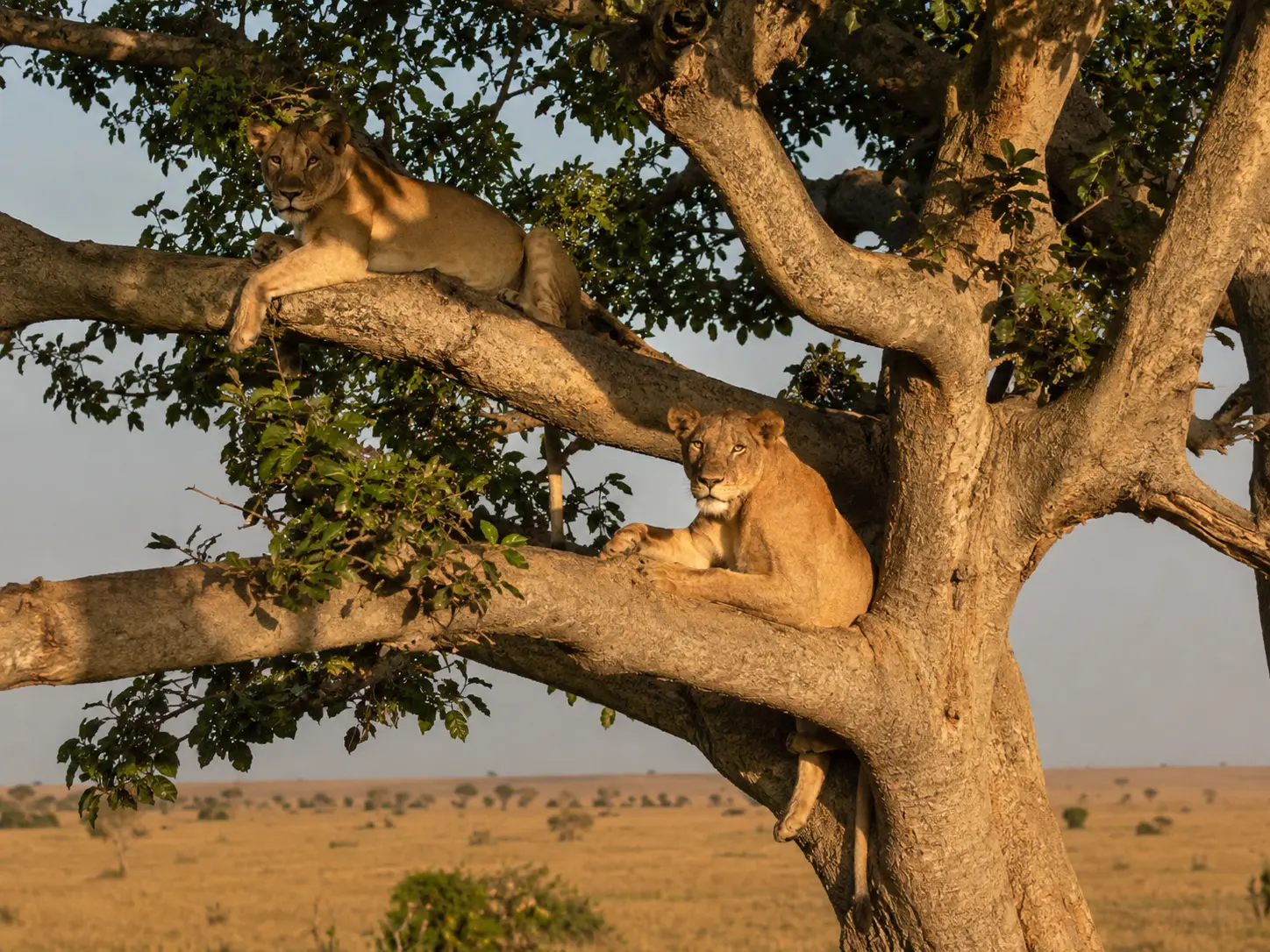 Tree-Climbing Lions in the Ishasha Sector