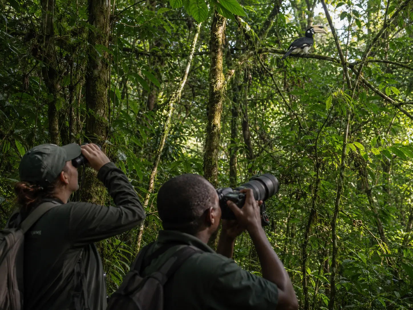 bird watching in Kibale Forest