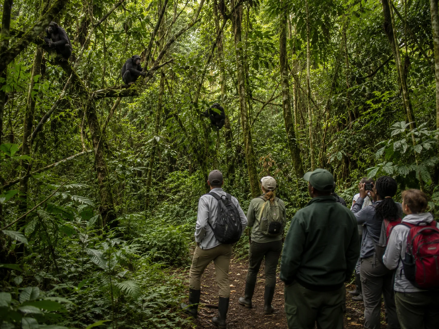 Chimpanzee Trekking and Primate Watching in Gishwati Forest