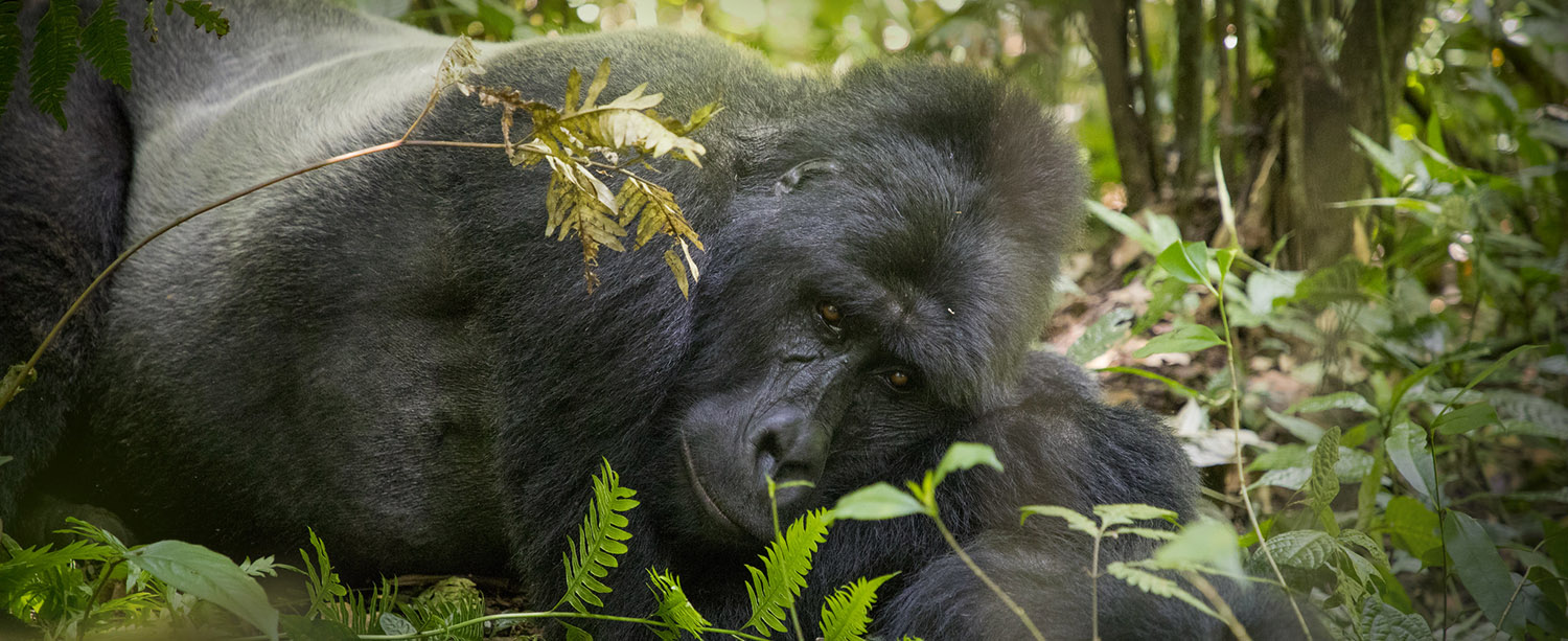 Gorilla Safaris - Gorilla safari Rwanda 