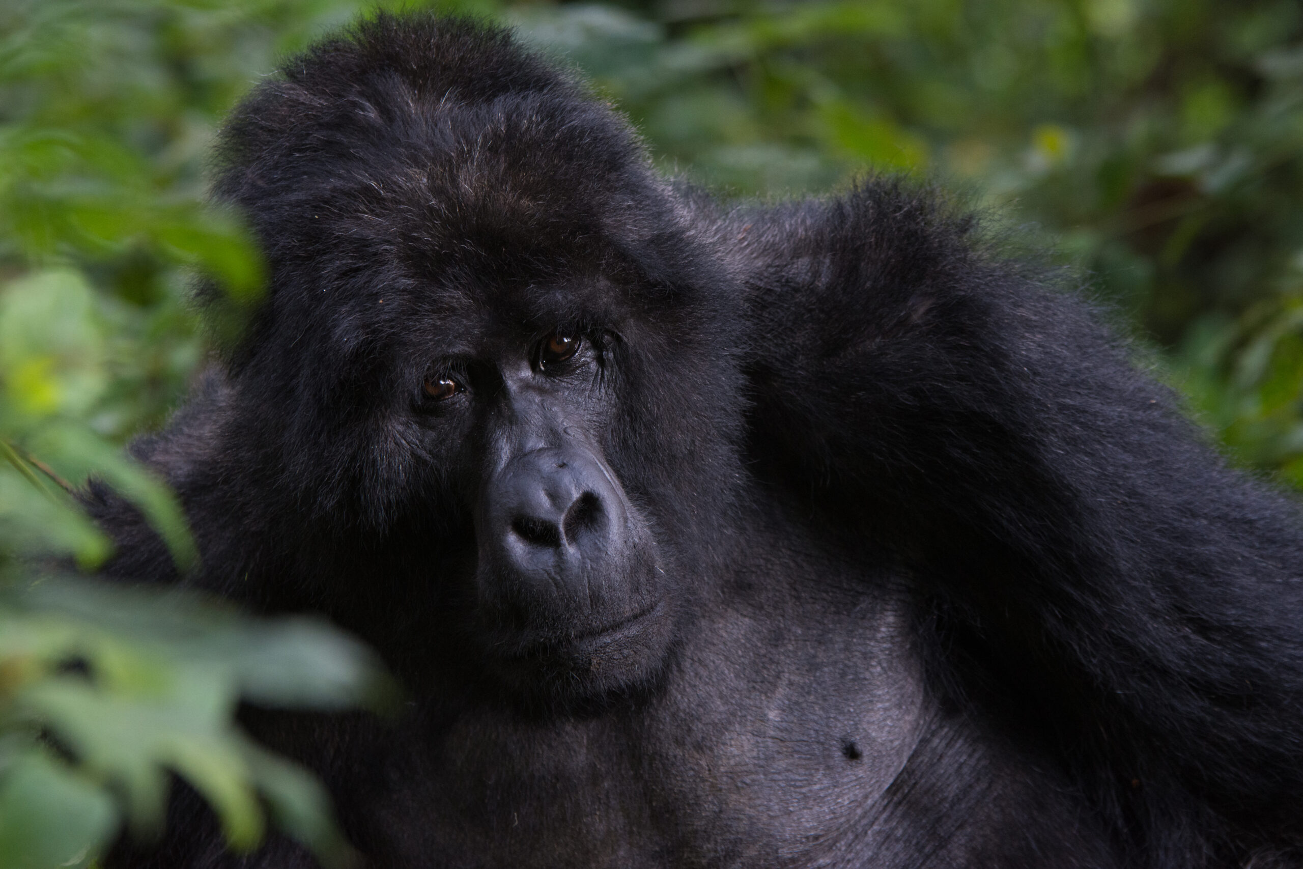 4 Days Rwanda Gorilla  golden monkey and lake kivu safari