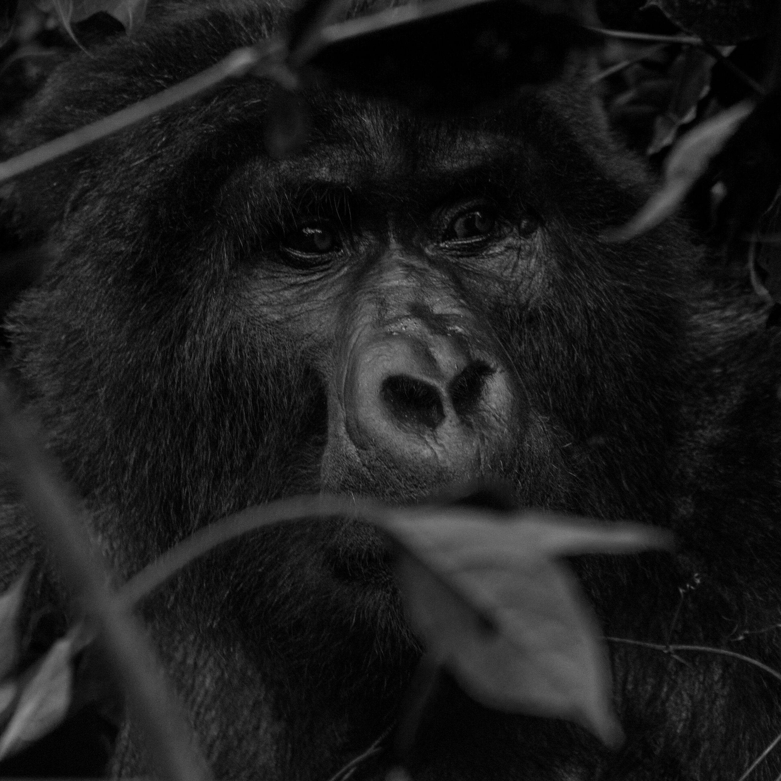 2 days rwanda gorilla tour