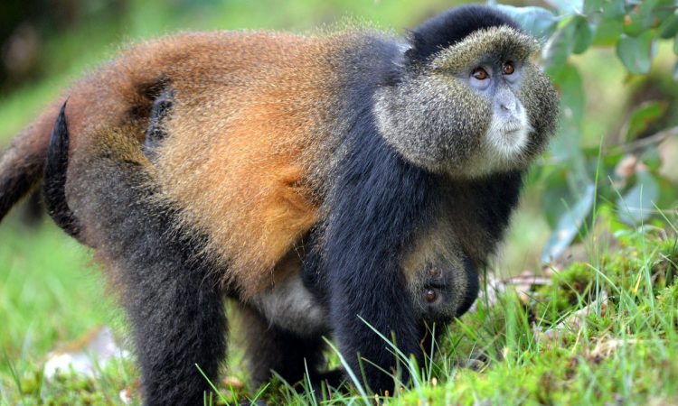 Golden Monkeys in Volcanoes national park 