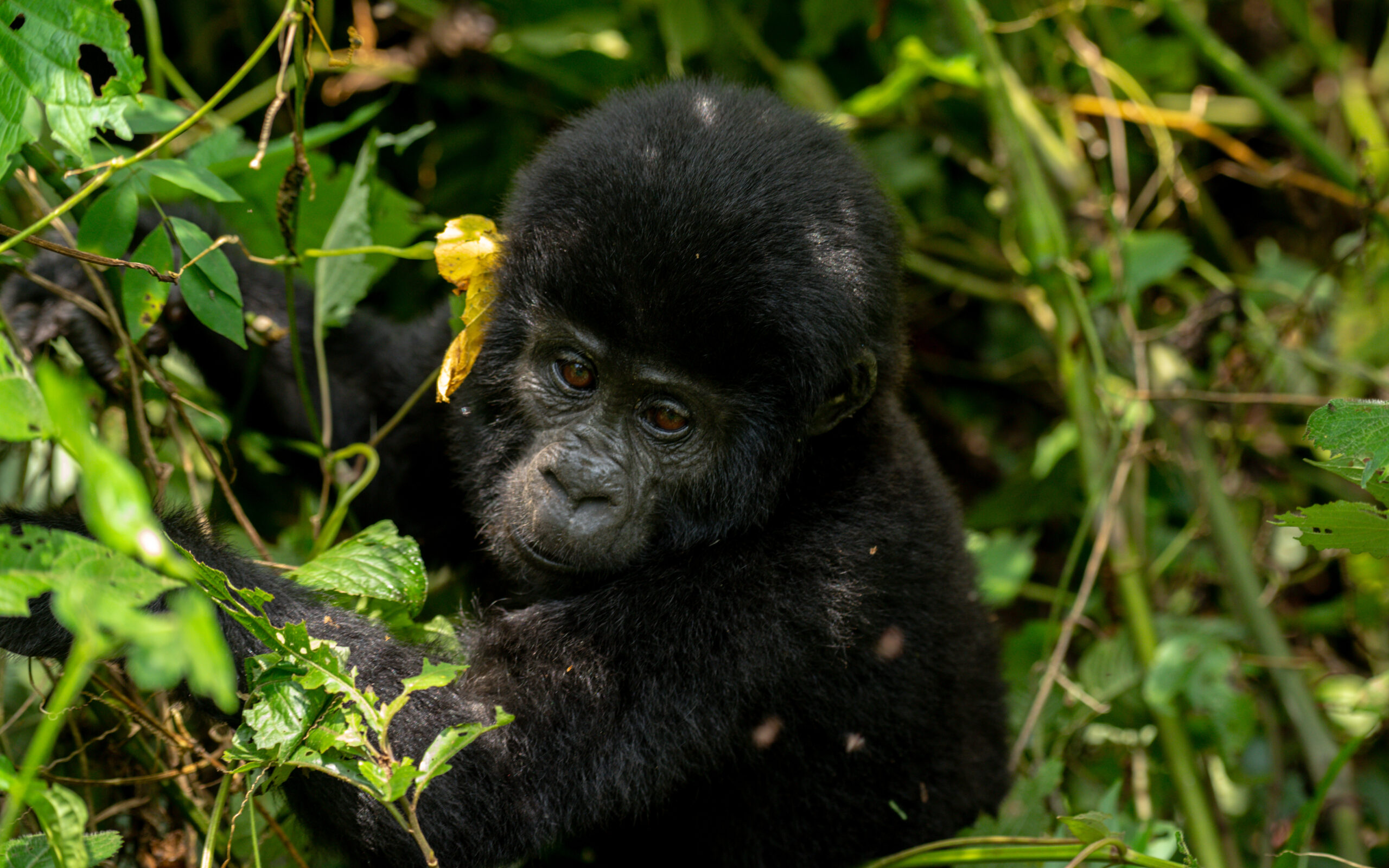 Rwanda gorilla trekking