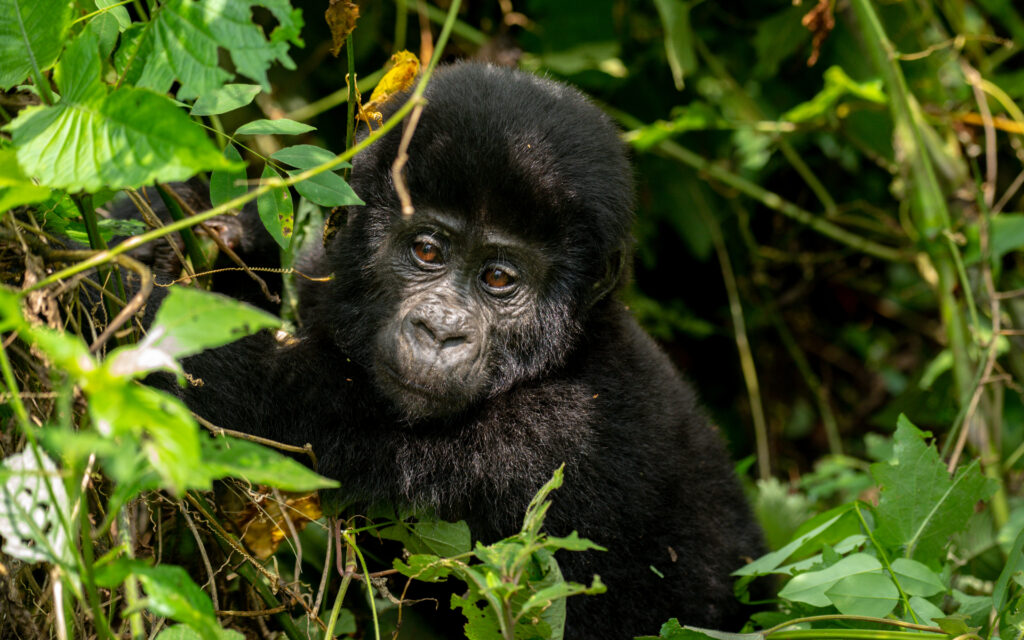 Gorilla Tracking