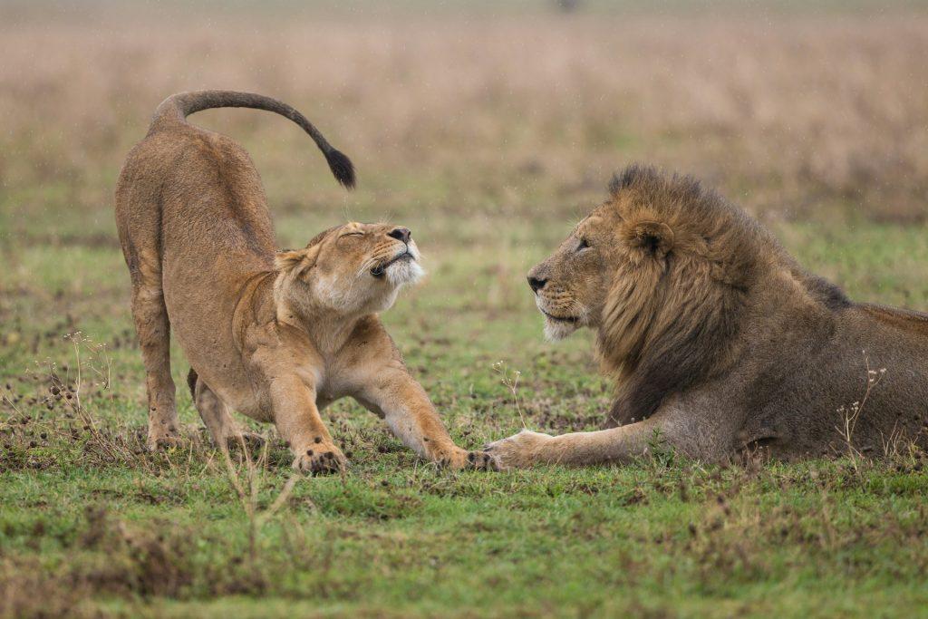 Akagera Game Drives