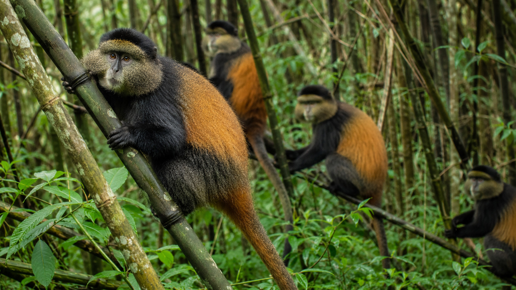 Golden Monkey Trekking Rwanda