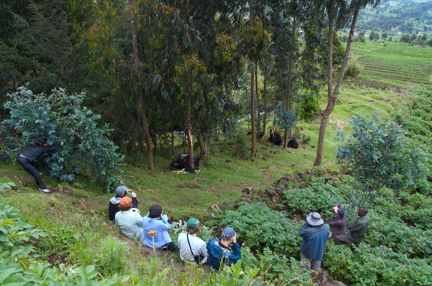 Gorilla trekking Volcanoes National Park Rwanda