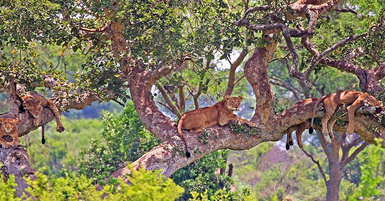 Ishasha-Tree-Climbing-Lions