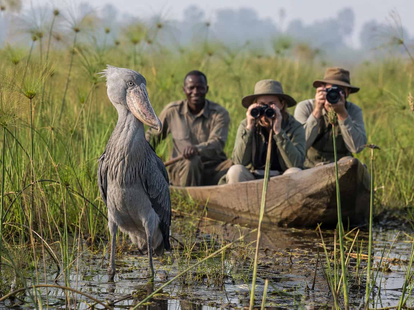 Mabamba Swamp shoebill watching