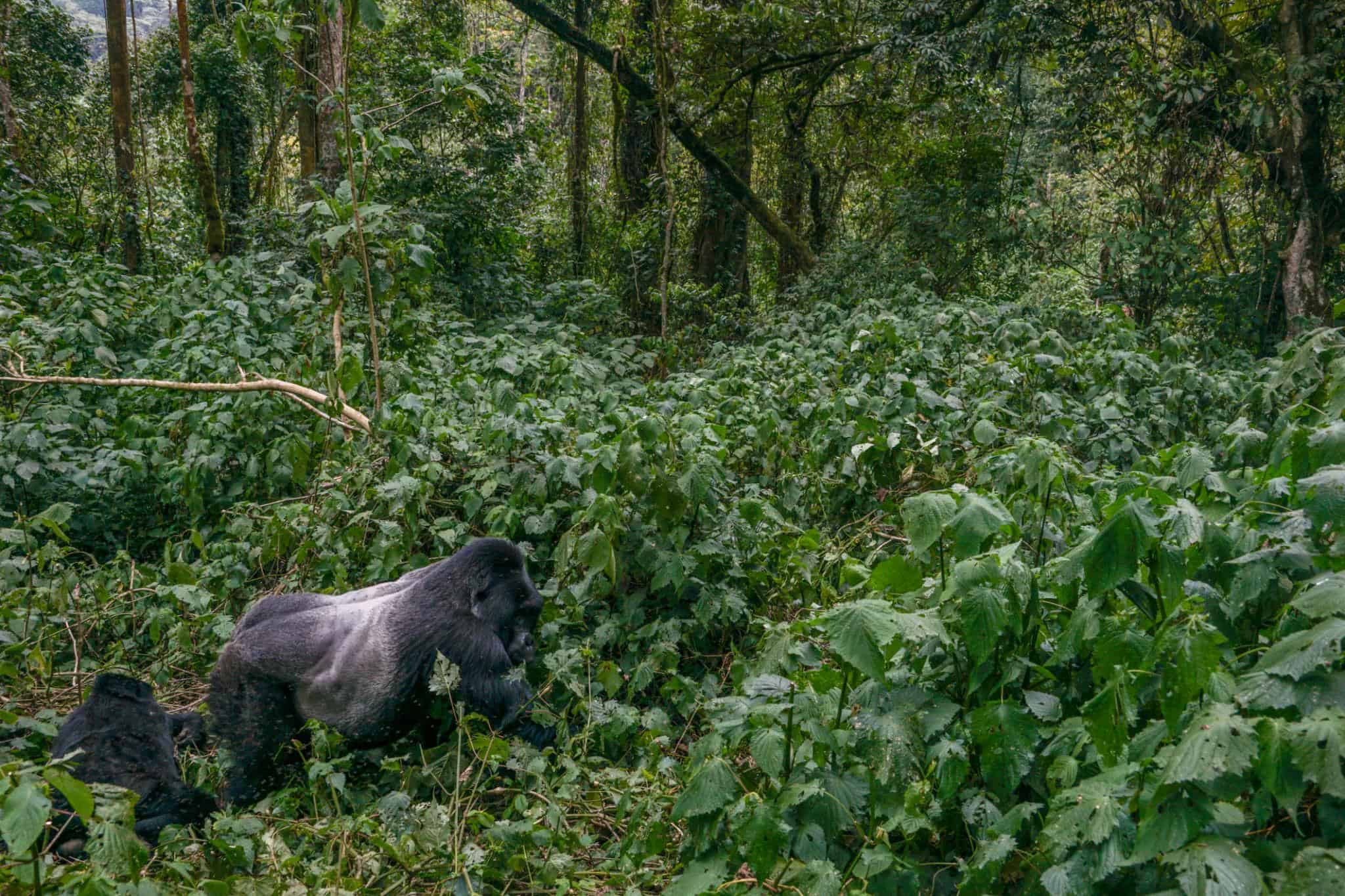 Mountain Gorillas in Uganda's Bwindi National Park