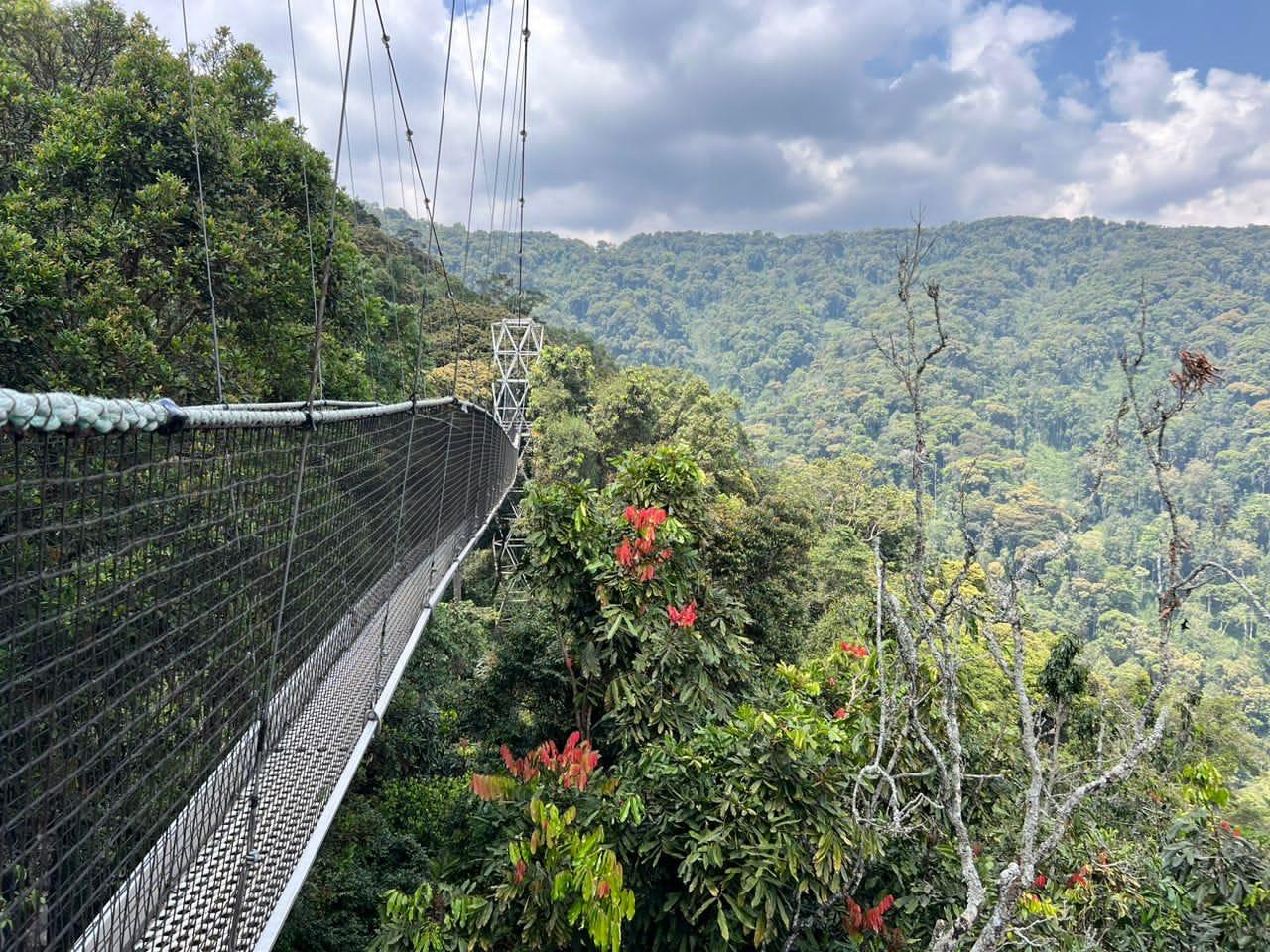 Nyungwe Canopy Walkway