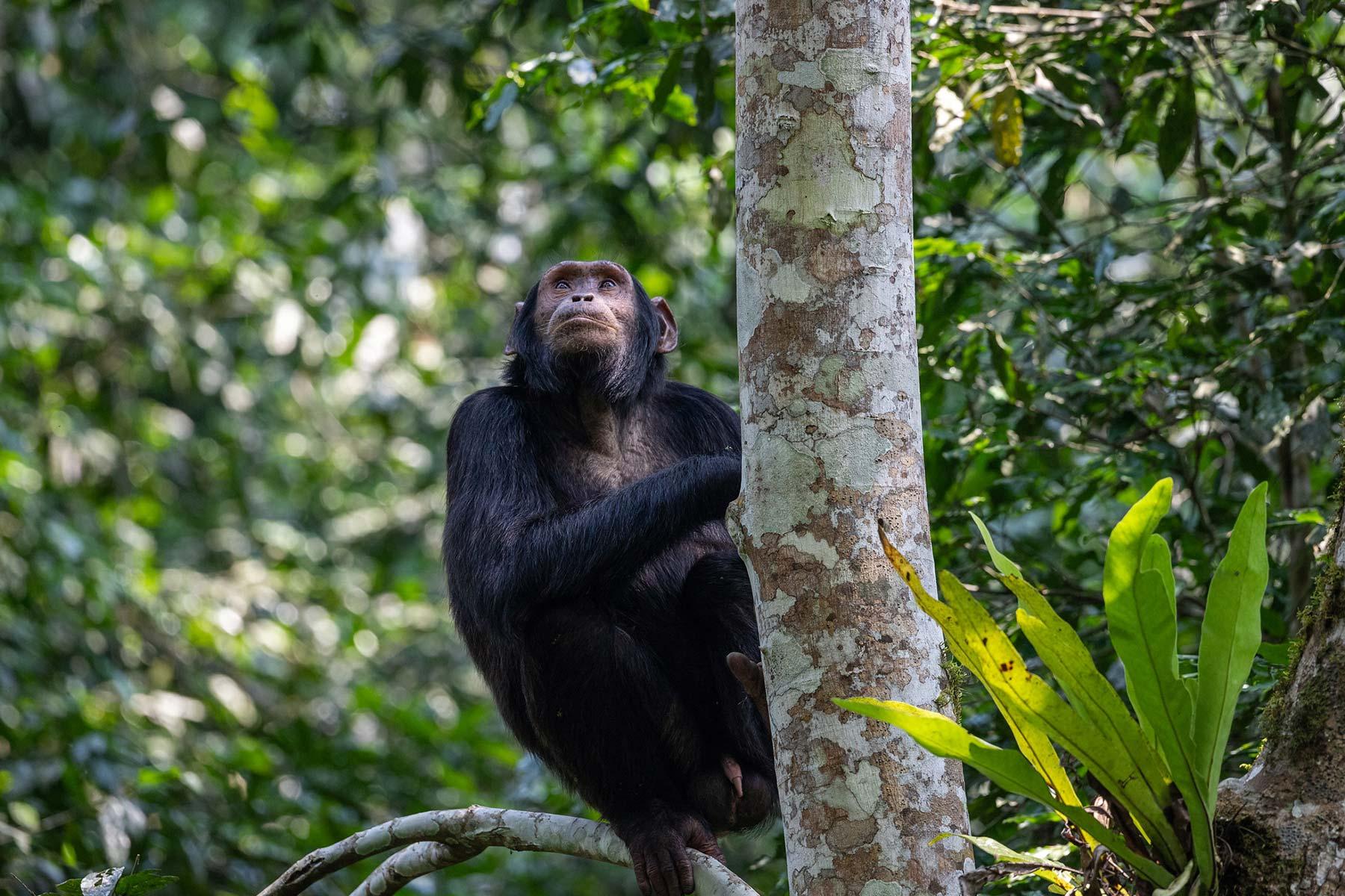 Nyungwe Forest Chimpanzee Tour