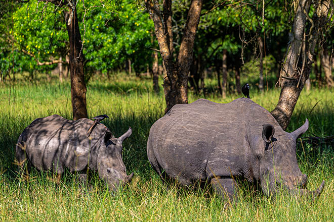 Ziwa Rhino Tracking