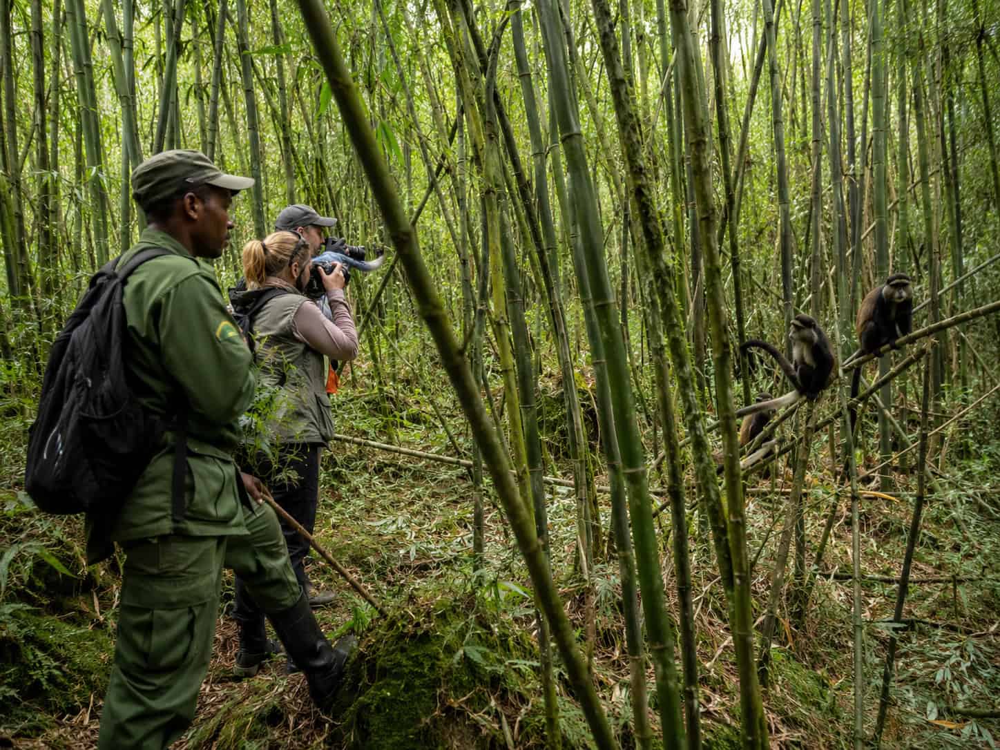 golden monkey tracking rwanda