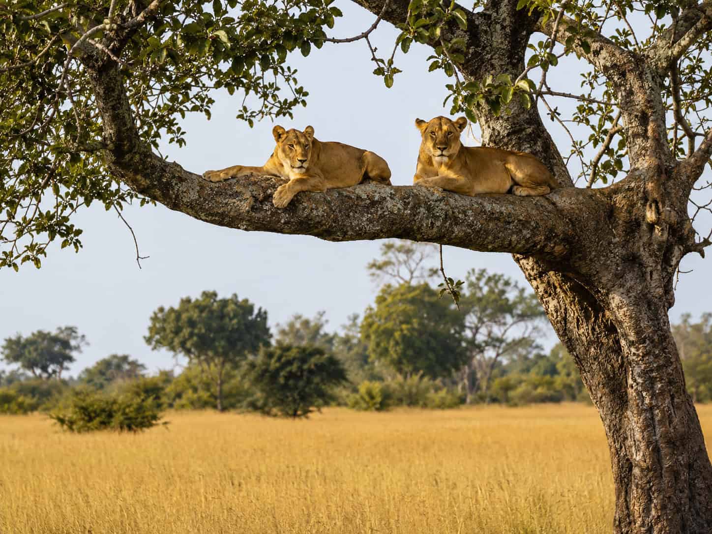 tree-climbing lions