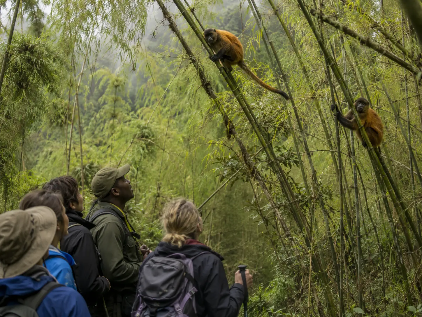golden monkey tracking rwanda